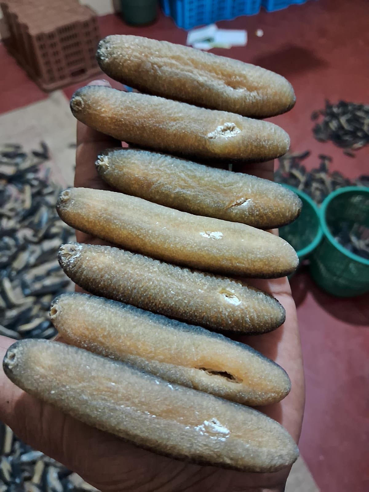 Dried Sea Cucumber (Beche-de-Mer)